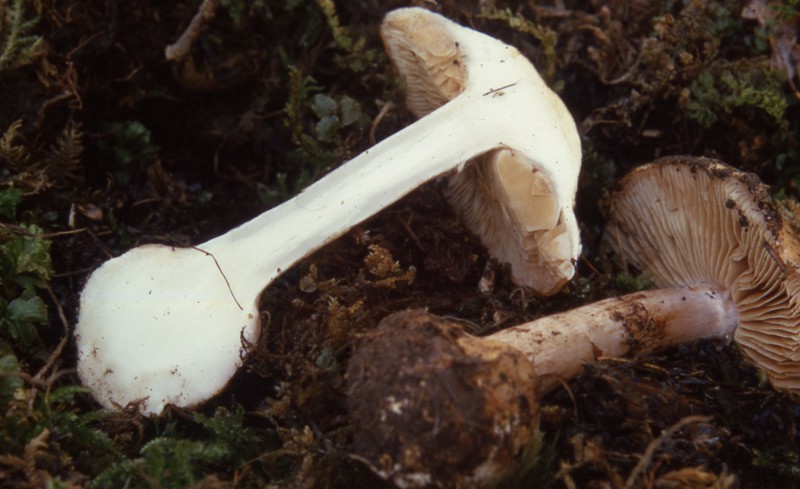 Cortinarius arcuatorum (?) e Cortinarius delaportei